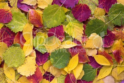 autumn leaves as texture