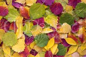 autumn leaves as texture