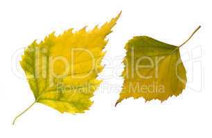 two autumn leaves