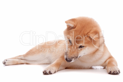 Shiba Inu dog in front of a white background