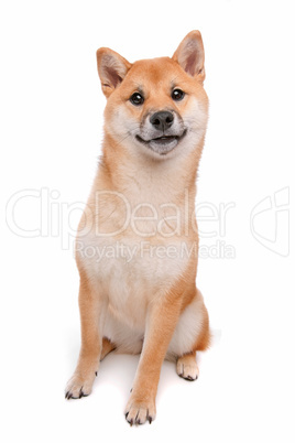 Shiba Inu dog in front of a white background