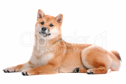 Shiba Inu dog in front of a white background