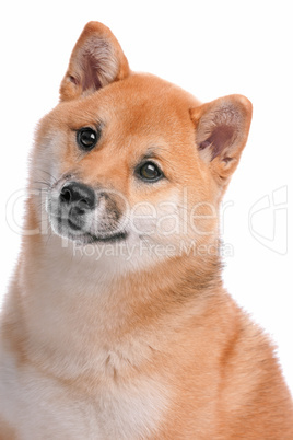 Shiba Inu dog in front of a white background