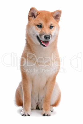 Shiba Inu dog in front of a white background