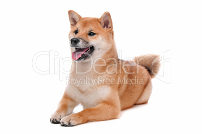 Shiba Inu dog in front of a white background