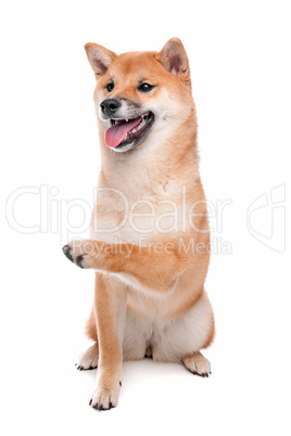 Shiba Inu dog in front of a white background