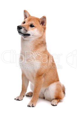 Shiba Inu dog in front of a white background