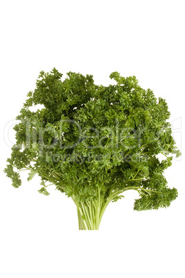 Curly parsley