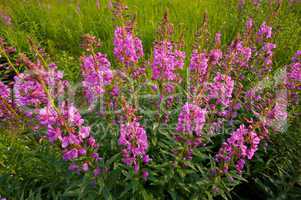 Fireweed wildflowers in a mountain meadow