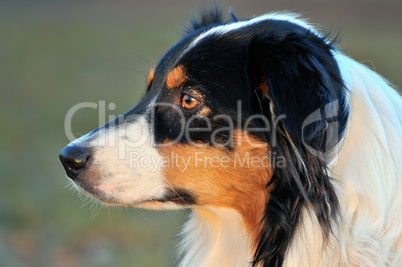 Australian Shepherd