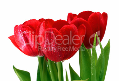 red tulips with drops close-up