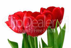 red tulips with drops close-up