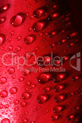 water drops on tulip petal background