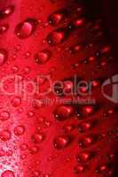 water drops on tulip petal background