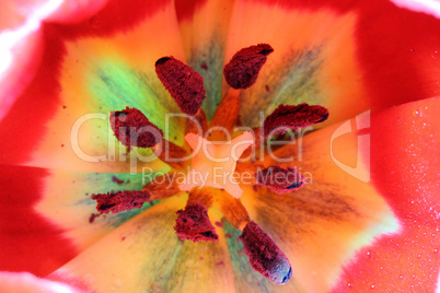 close-up view in red tulips