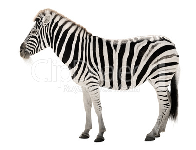 Prächtiges Zebra auf weißem Hintergrund