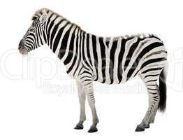 Prächtiges Zebra auf weißem Hintergrund