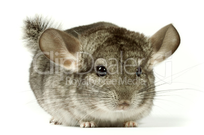 chinchilla