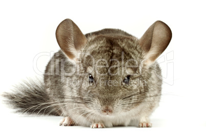 chinchilla