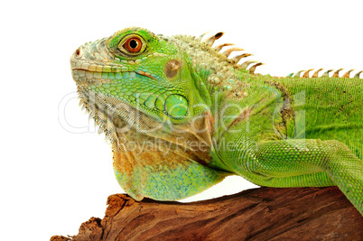 iguana