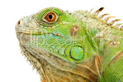 iguana