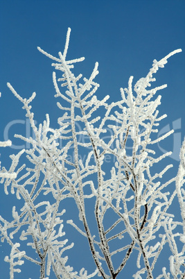 hoarfrost