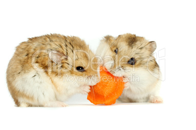 hamster