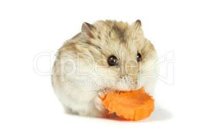 hamster