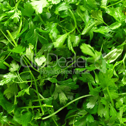 Parsley