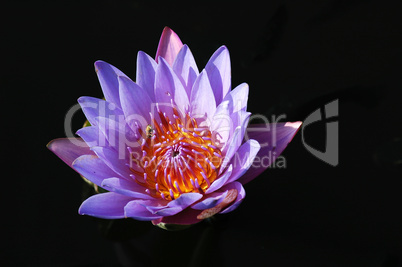 Blooming lotus