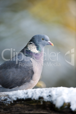 Wood Pigeon (Columba palumbus)