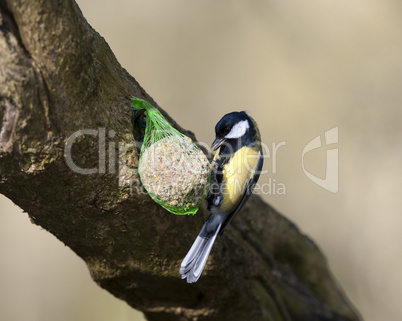 Great Tit (Parus major)