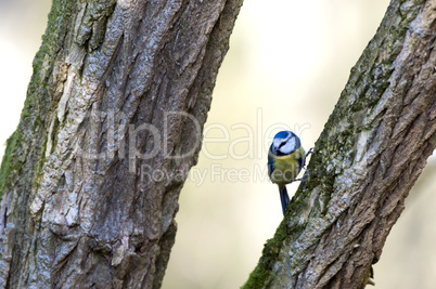 Blue Tit (Parus caeruleus)