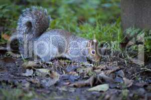 Grey Squirrel (Sciurus carolinensis)