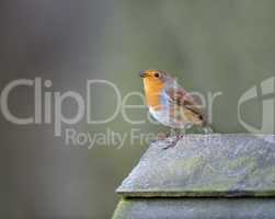 Robin (Erithacus rubecula)