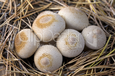 group of mushrooms (Lycoperdon umbrinum).