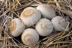 group of mushrooms (Lycoperdon umbrinum).