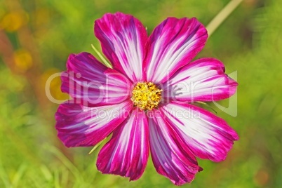 cosmea