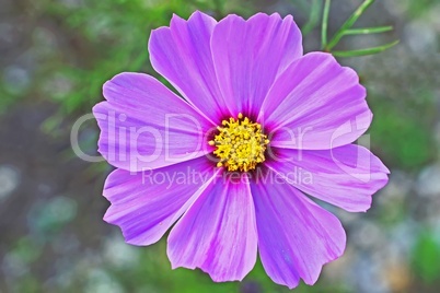 violette cosmea