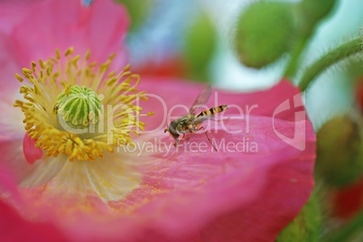 besuch bei mohn