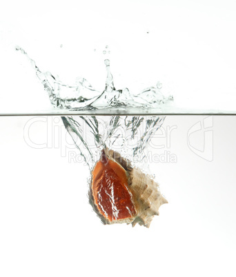 Seashell in water splash isolated on white background