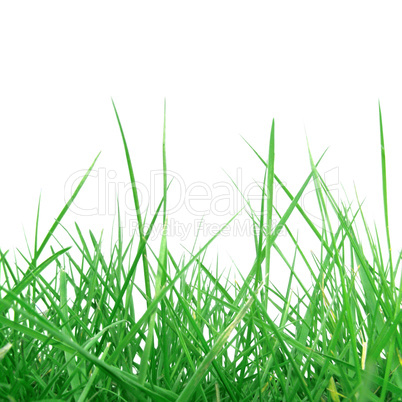 Grass