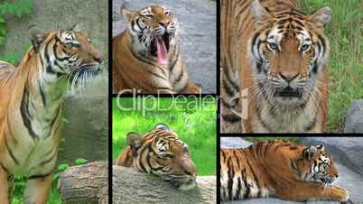 Siberian Tiger Composite