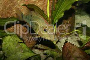 Rothaubenerdfresser (Geophagus steindachneri) / Redhead cichlid