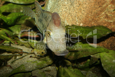 Rothaubenerdfresser (Geophagus steindachneri) / Redhead cichlid