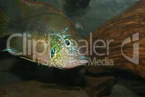 Mexikanischer Feuermaulbuntbarsch (Thorichthys aureus) / Mexican