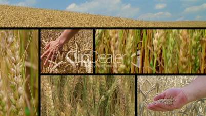 Wheat Crop Composite