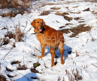 Dog outdoor at snow