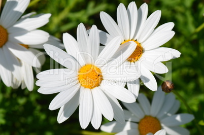 white daisy