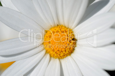 white daisy